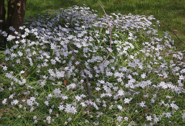 植物のハナニラ