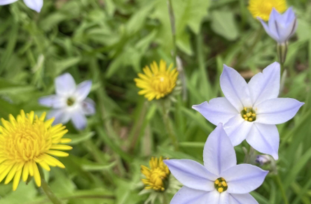 植物のハナニラ・休眠