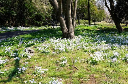 植物のハナニラ・葉の香り