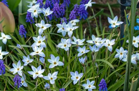 植物のハナニラ・花の香り