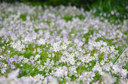 植物のハナニラ・グランドカバー