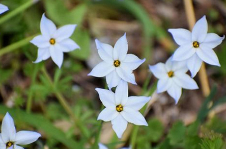 植物のハナニラ・星形の花