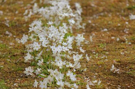 植物のハナニラ・花の色
