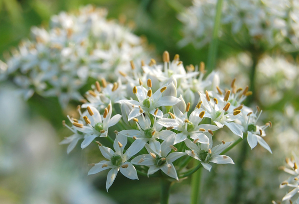 花ニラ・韮の花 冬は刈り取ります