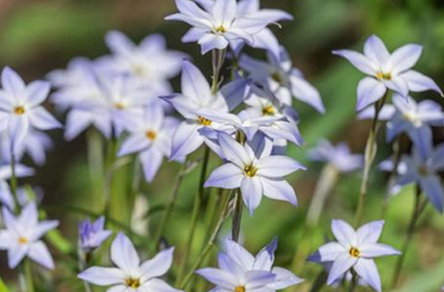 植物のハナニラ・球根植物