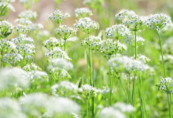 食用にする花ニラ
