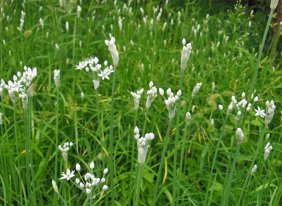 花ニラ・韮の花　野生化
