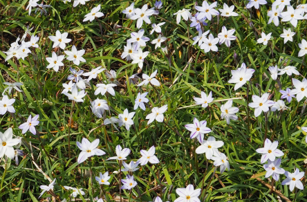 植物のハナニラ