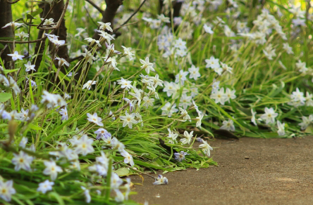 植物のハナニラ・グランドカバー