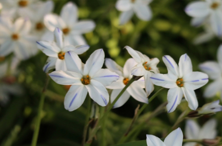 植物のハナニラ・ハナニラの毒性