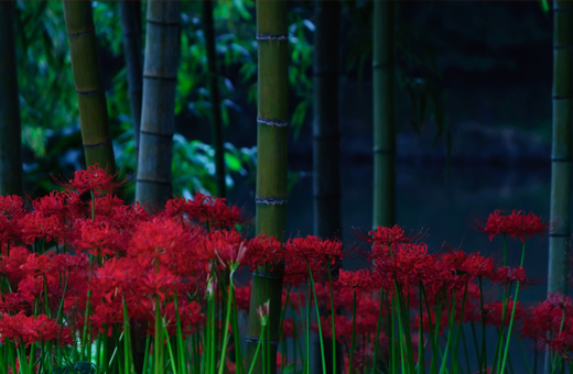 竹藪の中に咲く彼岸花