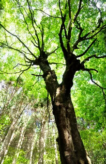 メグスリノキ（目薬の木）の植栽