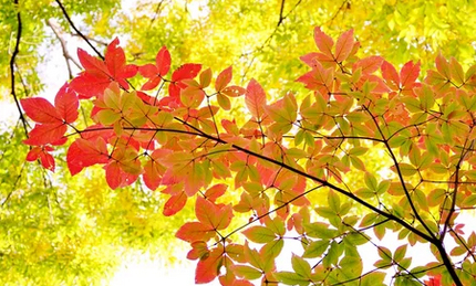 メグスリノキ(目薬の木)の紅葉
