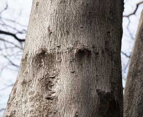 メグスリノキ（目薬の木）の樹皮