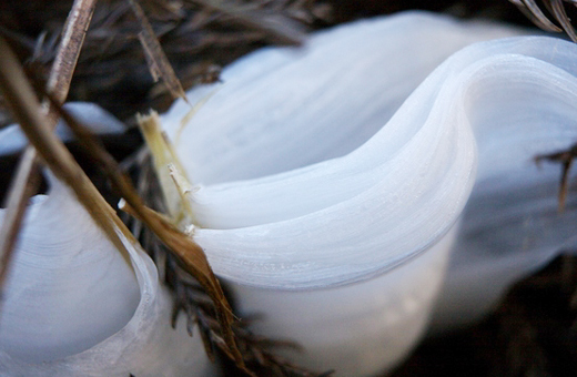 シモバシラ（霜柱）の茎にできる氷の結晶・山崎造園（兵庫県宍粟市）