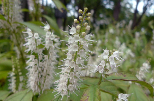 シモバシラ（霜柱）は何？秋に白い花を咲かせる植物です
