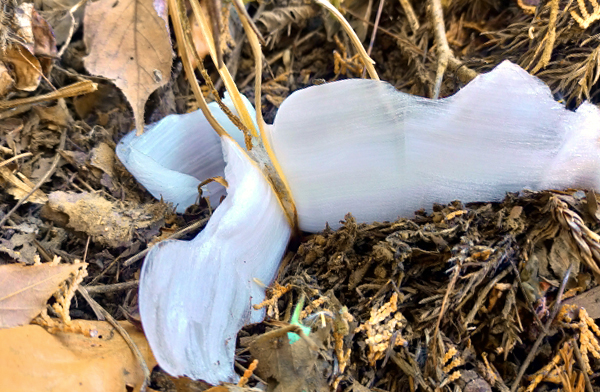 シモバシラ（霜柱）の枯れ茎・氷の花（氷の華）