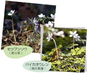 セツブンソウとバイカオウレン似ている植物