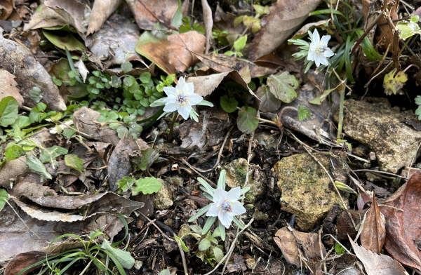 セツブンソウ（節分草）の花姿