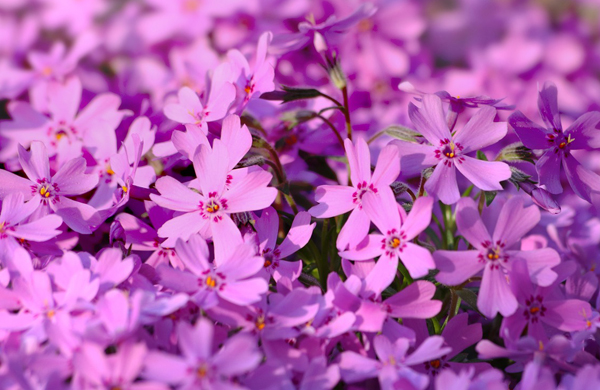 シバザクラ日本名で芝桜、英語はフロックス