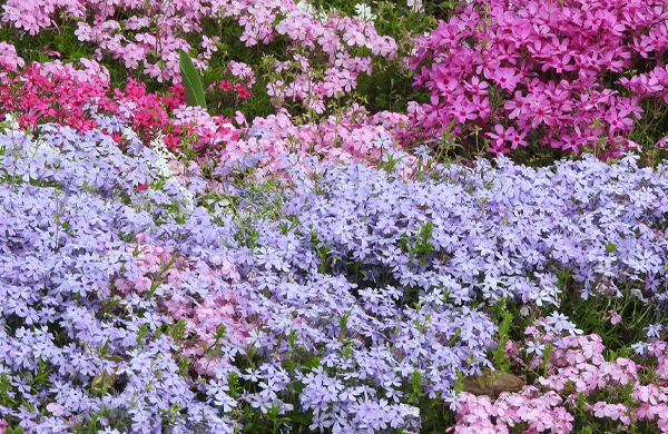 広範囲の敷地内に植栽するシバザクラ（山崎造園・兵庫県宍粟市）