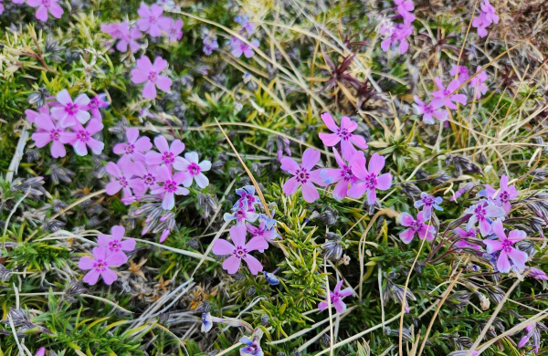 シバザクラ（芝桜）の刈り込み時期