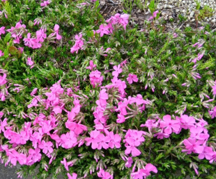 シバザクラ（芝桜）の茎が長く伸びる