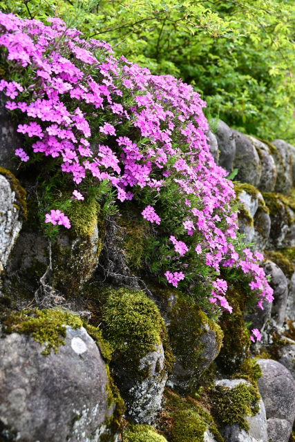 石垣に植栽しているシバザクラ（芝桜）