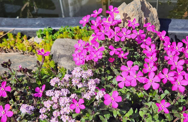 庭石を生かした和風のガーデニングにシバザクラを植栽（山崎造園・兵庫県宍粟市）