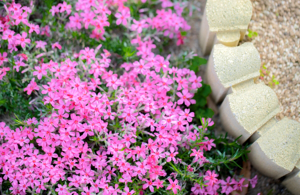 花壇の縁取りにシバザクラを植栽