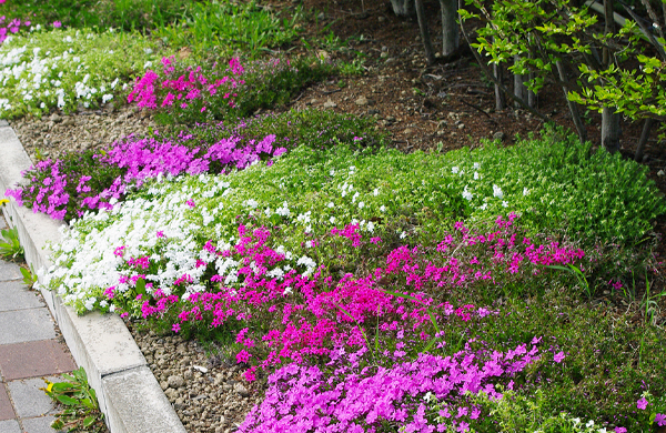 雑草対策にシバザクラ（芝桜）を植栽（山崎造園・兵庫県宍粟市）