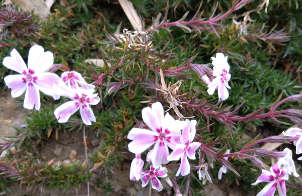 シバザクラ（芝桜）の茎がひょろひょろ