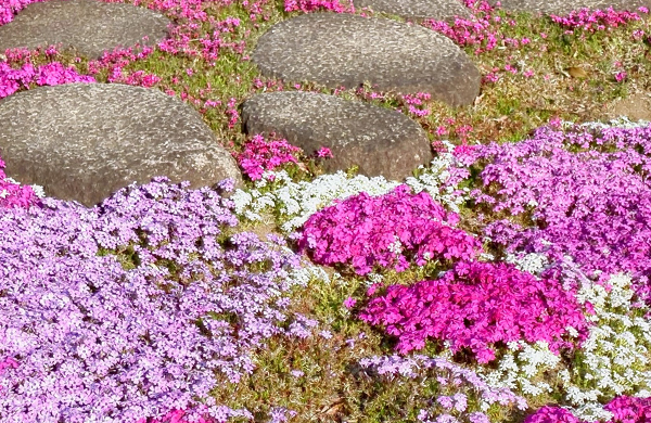 シバザクラ（芝桜）の性質