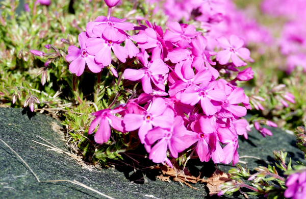 シバザクラ（芝桜）に防草シートを設置