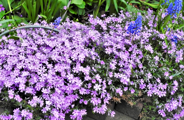 花壇に地植え（庭植え）しているシバザクラ