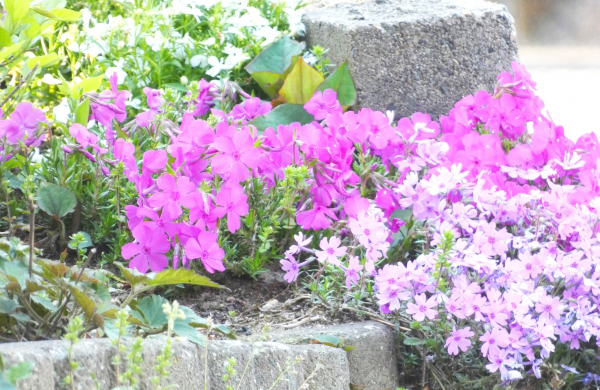 シバザクラ（芝桜）がある庭・花の特徴・剪定・手入れ・育て方（山崎造園・兵庫県宍粟市）