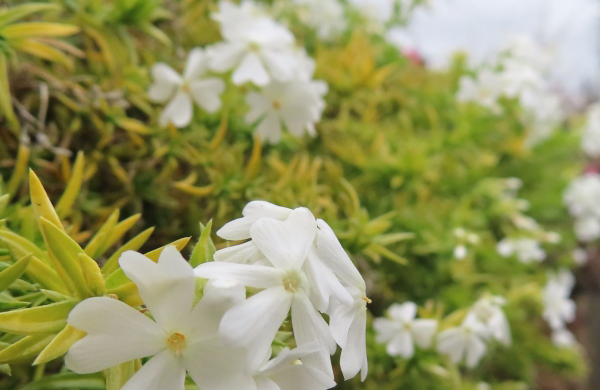 シバザクラ（芝桜）の花の終わり