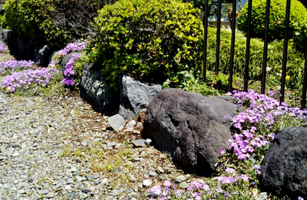 シバザクラ（芝桜）を和の庭に植栽