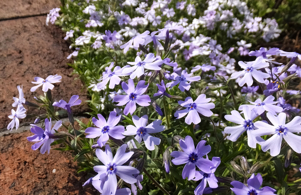 アプローチの花壇に植栽しているシバザクラ