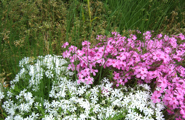 シバザクラ（芝桜）の周りに雑草