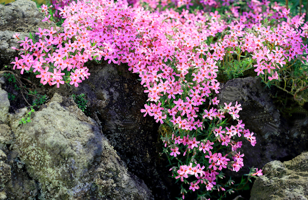 ロックガーデンにシバザクラを植栽（山崎造園・兵庫県宍粟市）