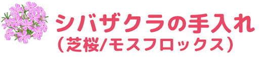 シバザクラ（芝桜）の手入れ