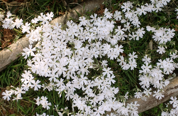 庭の小スペースに植栽しているシバザクラ