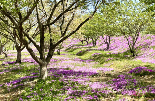 芝桜が一面に咲き誇る景観