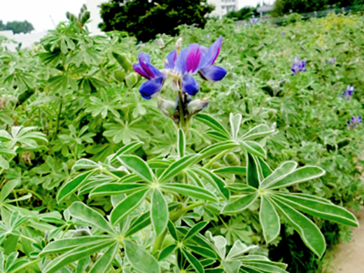 カサバルピナス（傘葉ルピナス/傘咲きルピナス）特徴・見分け方｜山崎造園（兵庫県宍粟市山崎町高所583-1）