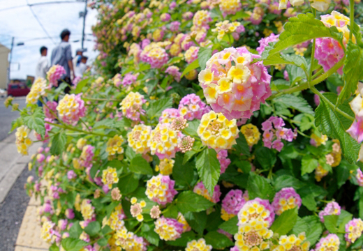 ランタナの植栽（山崎造園・兵庫県宍粟市）