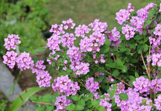 別名セイヨウサンタンカ（西洋山丹花）