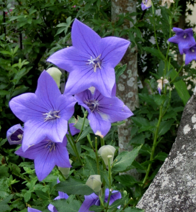 桔梗（キキョウ）の花