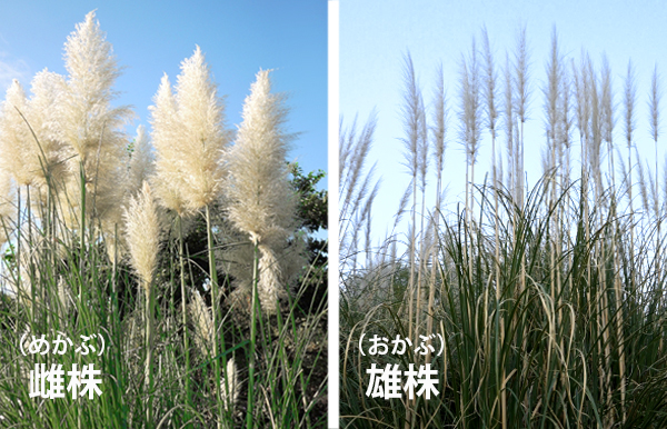 巨大なススキ！？パンパスグラス（シロガネヨシ）｜山崎造園（兵庫県宍粟市山崎町高所583-1）