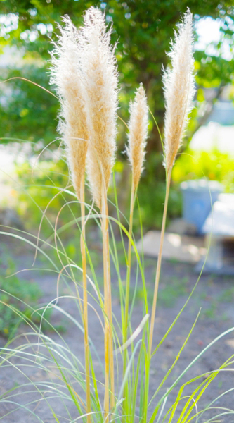 鉢植え栽培のパンパスグラス